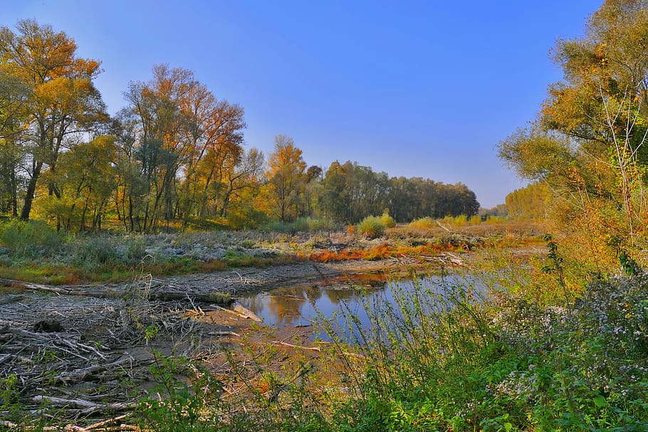 forest, swamp, nature, water, trees, autumn, environment, the sky HD wallpaper