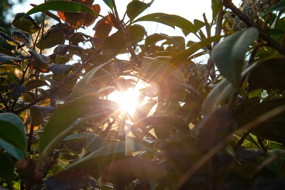 sunlight piercing through tree leaves, flare, switzerland, mühlethurnen HD wallpaper