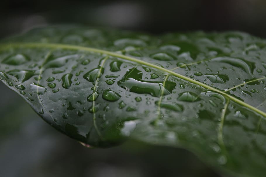 leaf, water, green, dew, drops, green color, freshness, close-up HD wallpaper