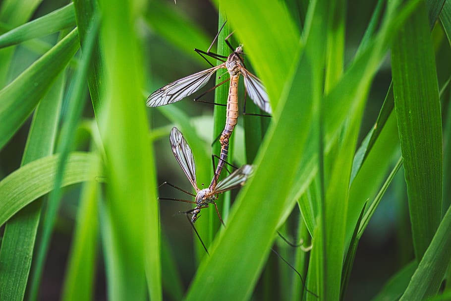 pairing, insect, mosquitoes, macro, close up, summer, animal world HD wallpaper