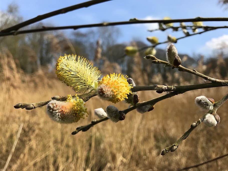 tree, stick, field, yellow, flower, bud, plant, growth, focus on foreground HD wallpaper