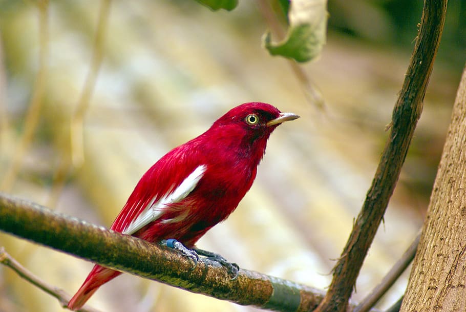 red pompadour cotinga, bird, tropical, wildlife, colorful, animal, HD wallpaper