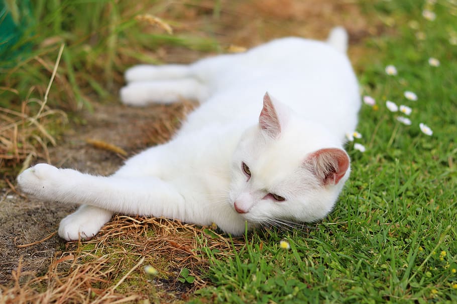 cute, cat, pet, feline, kitty, adorable, domestic, furry, young HD wallpaper