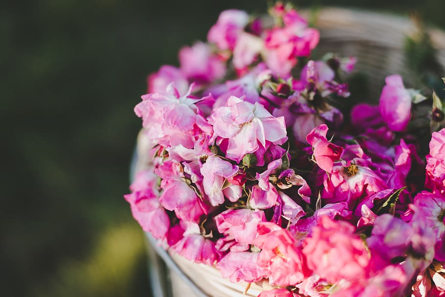 pink petaled flowers, plant, geranium, blossom, flower arrangement, HD wallpaper