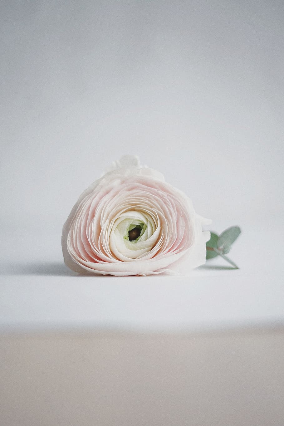 white rose flower on table, plant, beauty in nature, flowering plant HD wallpaper