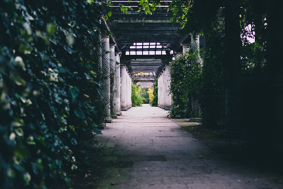 green plants on wall, direction, the way forward, architecture HD wallpaper