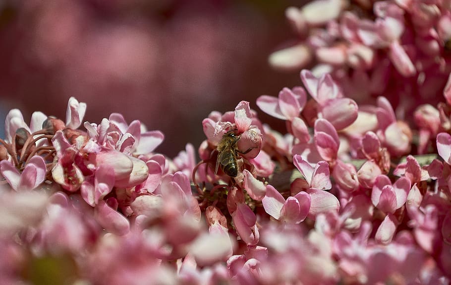 cherry, bee, insects, pollen, pollination, garden, flower, flowering plant HD wallpaper