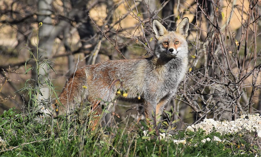 gray fox on grass field, animal, wildlife, wallaby, kangaroo HD wallpaper