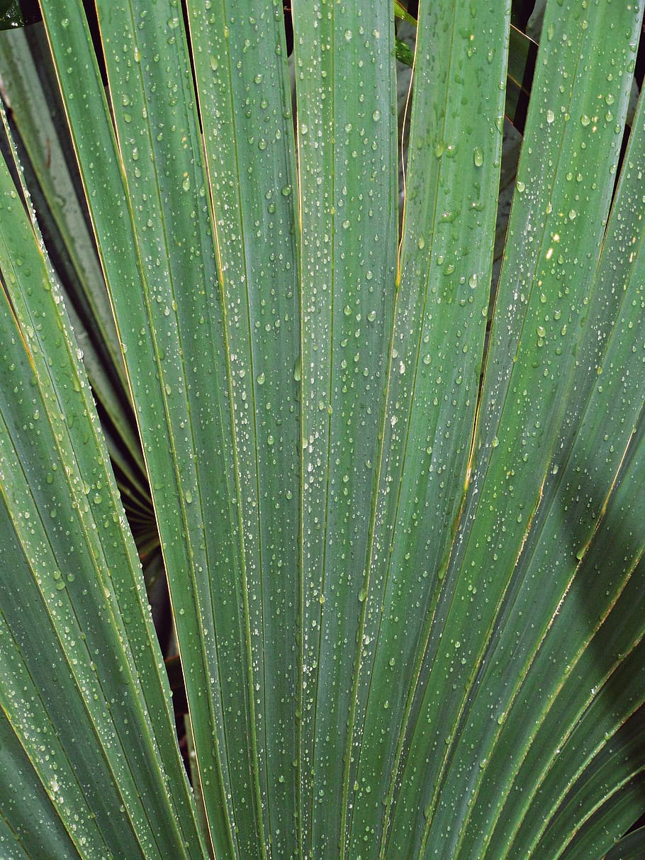 palm, leaf, frond, rain, raindrops, water, wet, tree, green HD wallpaper