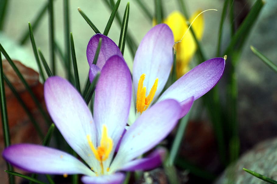 colorful, spring, crocus, flowers, walk in the park, hh, hamburg HD wallpaper