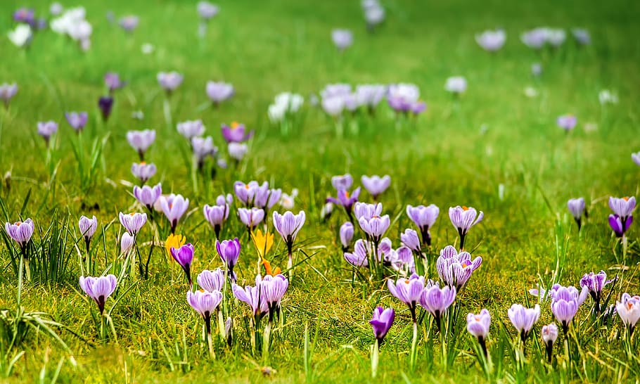 grass, meadow, flower, nature, field, crocus, spring, blossom HD wallpaper