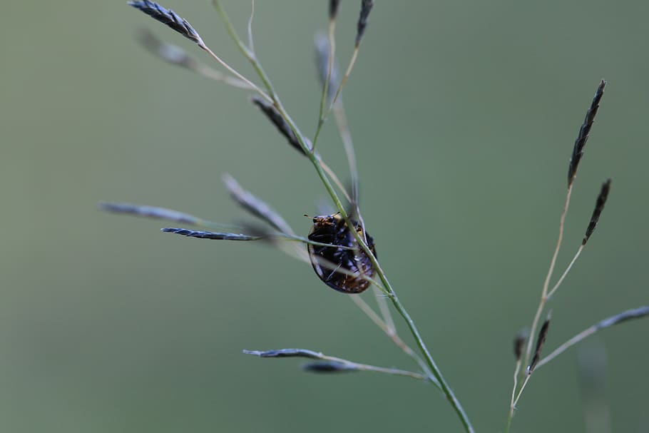 ladybug, ladybird, insect, macro, grass, nature, wildlife, animal wildlife HD wallpaper