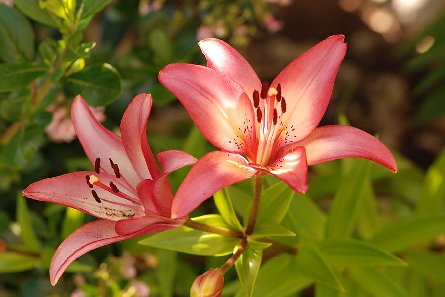 nature, flower, flora, summer, leaf, pink, lily, plant, natural HD wallpaper