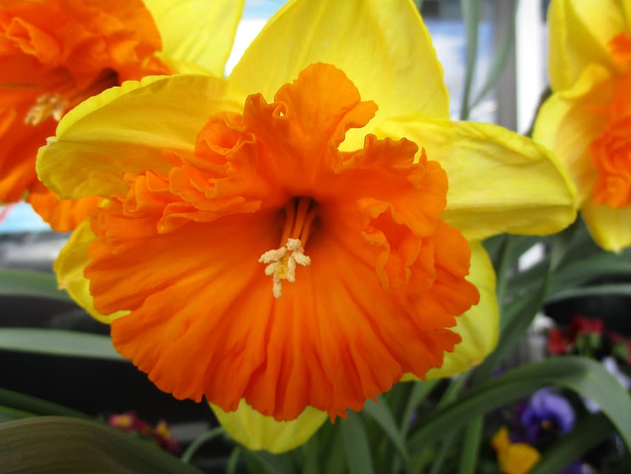 spring, florist, flower, daffodil, yellow, orange, flowering plant HD wallpaper