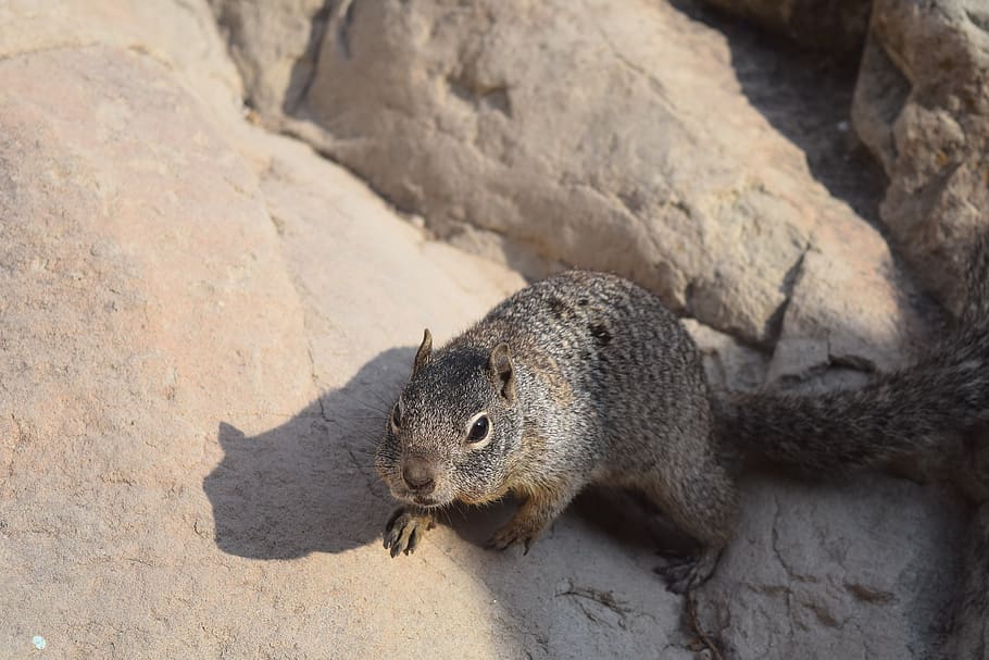 squirrel, animal, rodent, small, hairy, cute, nature, wild HD wallpaper