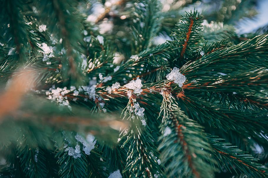 snow on green pine tree pineneedles, plant, conifer, ornament HD wallpaper