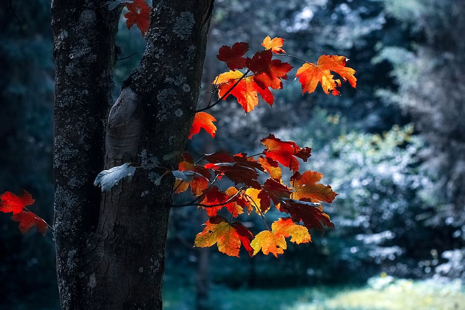 nature, fall, outdoors, leaf, wood, light, season, tree, color HD wallpaper