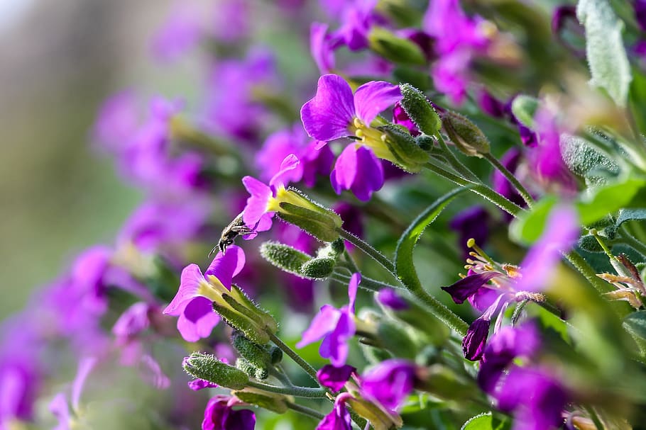 pázsitviola, flower, nature, plant, garden, blooming, spring HD wallpaper