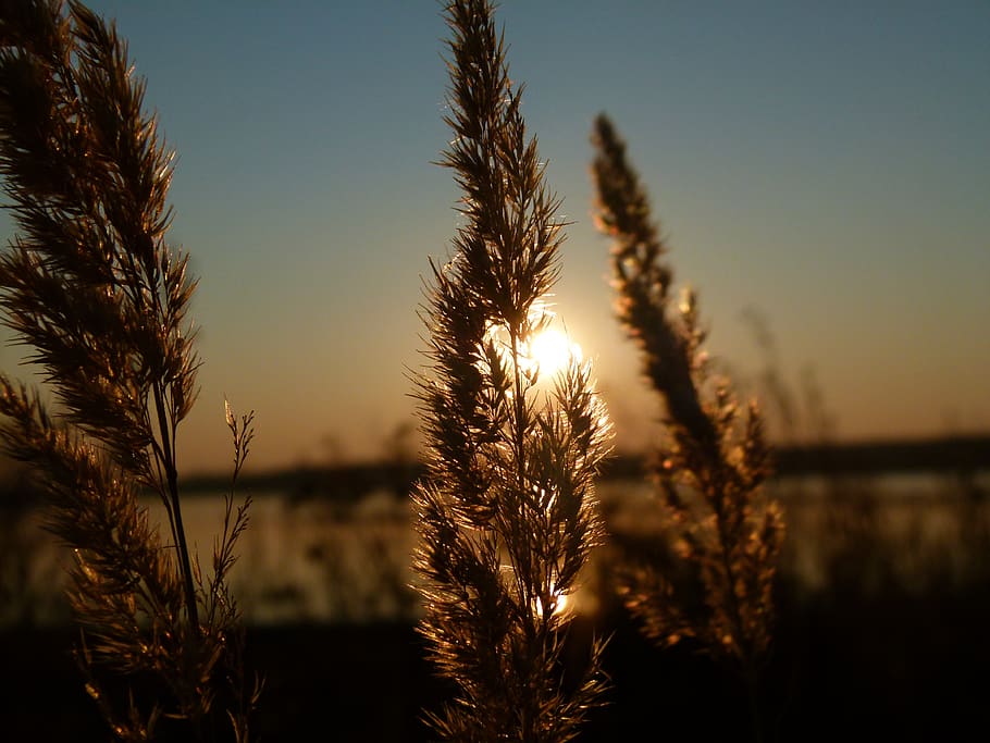 Green Leaf during Sunset, grass, macro, plant, sky, sunrise, tranquility HD wallpaper