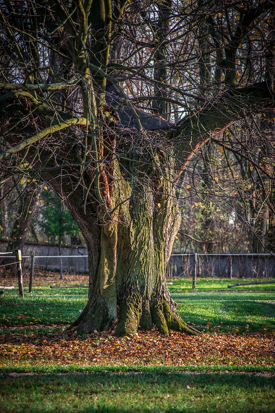 tree, old, strain, bark, plant, no people, nature, tree trunk HD wallpaper