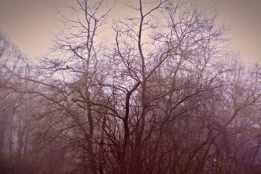 belgium, trees, mist, bare tree, plant, branch, beauty in nature HD wallpaper