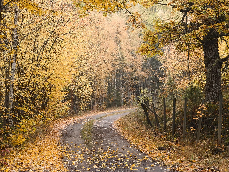 empty way in between of trees, plant, asphalt, tarmac, nature HD wallpaper