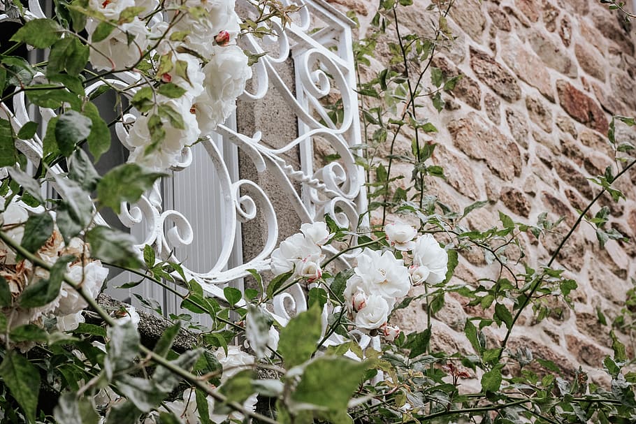 white petaled flowers on window, plant, flowering plant, white color HD wallpaper