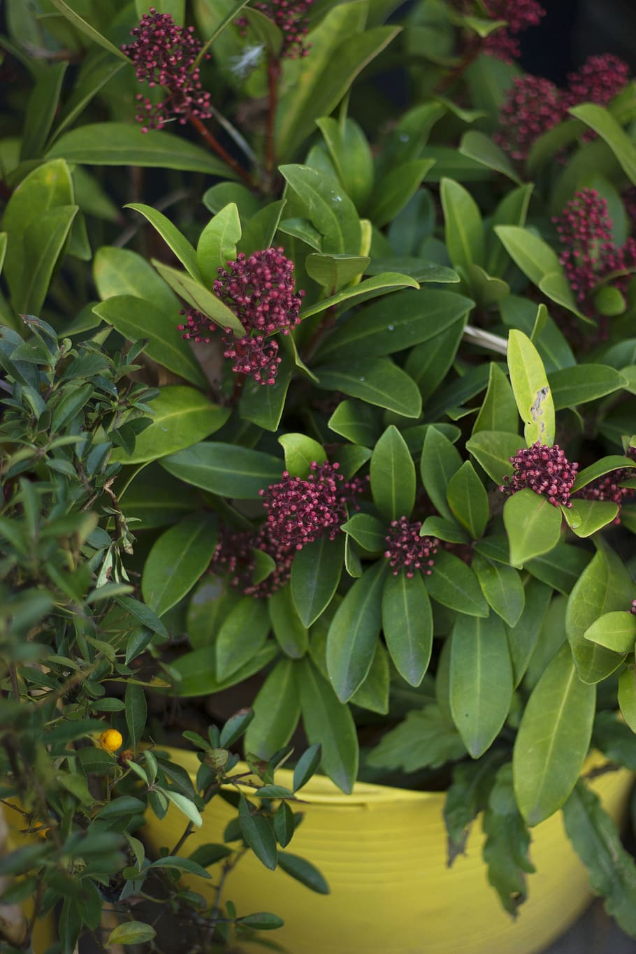 red flowers, plant, bush, vegetation, blossom, leaf, acanthaceae HD wallpaper