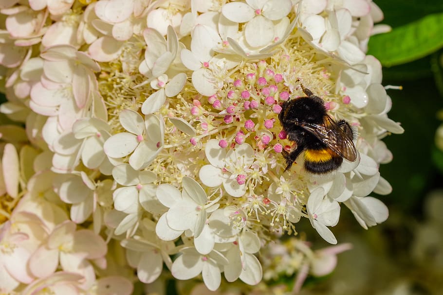 bumble-bee, september hydrangea, pollination, flower, summer HD wallpaper