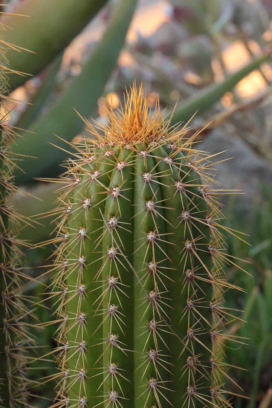 cactus, cacti, needles, green, succulent plant, thorn, sharp HD wallpaper