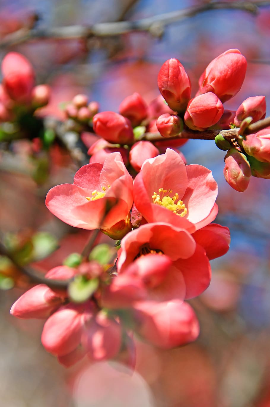 spring, bloom, pink flowers, flowering tree, nature, blooms at HD wallpaper