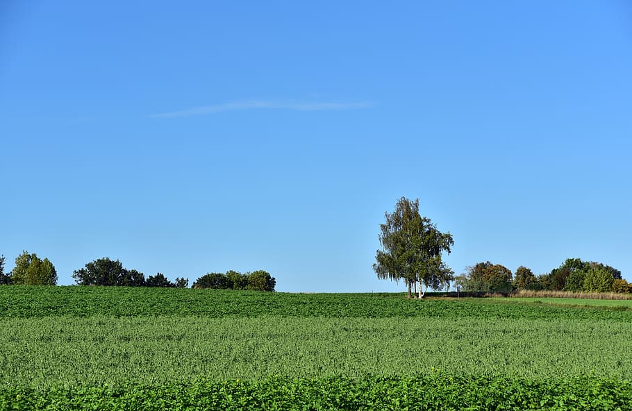 horizon, trees, meadow, sky, summer, background, blue, green HD wallpaper