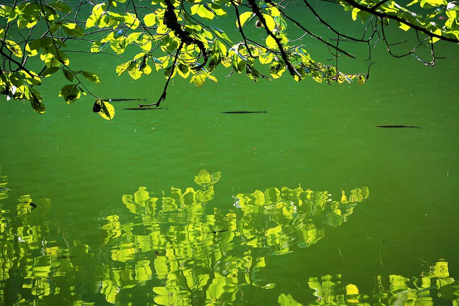 reflection, lake, water, forest, nature, tree, leaves, branch HD wallpaper