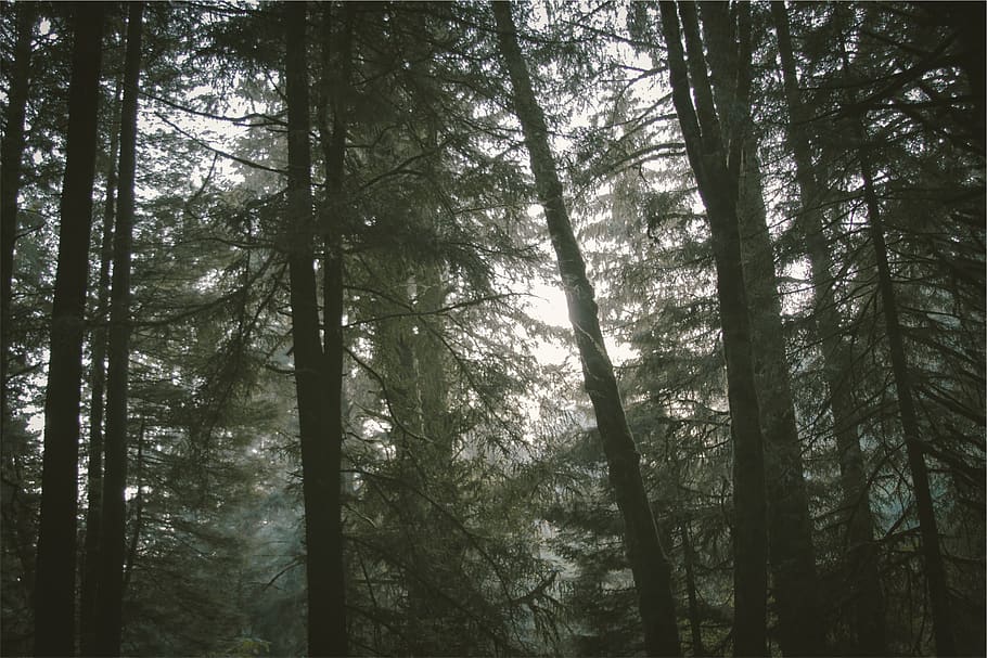 forest, trees, woods, nature, plant, land, tranquility, woodland HD wallpaper