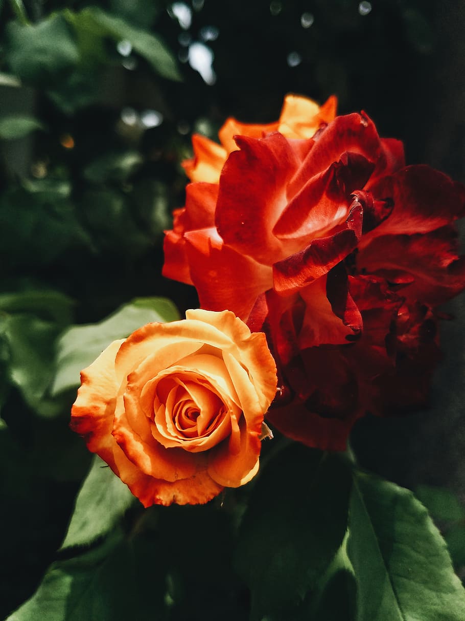 flower, flowering plant, beauty in nature, petal, rose, flower head HD wallpaper