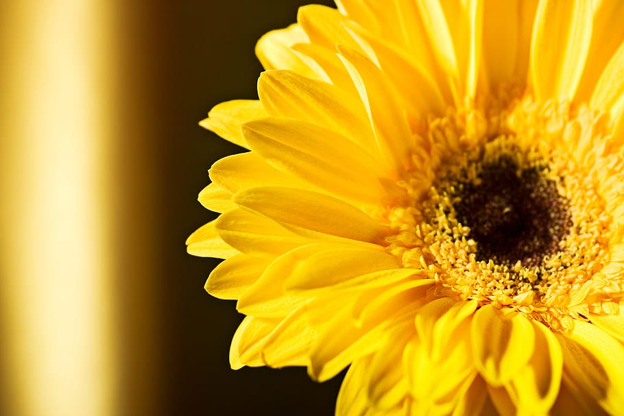 beautiful, blossom, bright, bunch, closeup, detail, flora, floral HD wallpaper