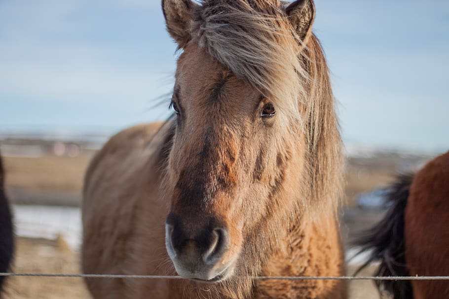 iceland, livestock, mammal, animal, animal themes, domestic animals HD wallpaper
