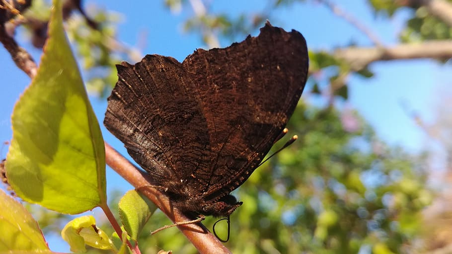 butterfly, tree, nature, summer, insects, plant, leaf, plant part HD wallpaper