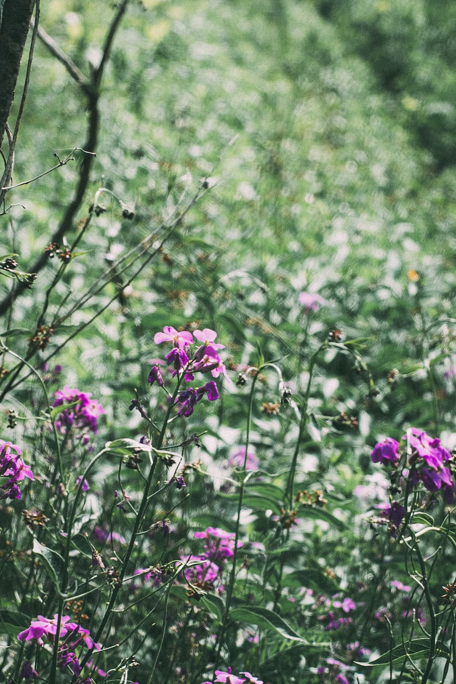 canada, toronto, nature, forest, garden, flowers, alive, beautiful HD wallpaper