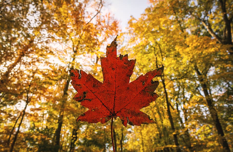 autumn, fall, leaf, leaves, canadian, maple leaf, colors, colorful, HD wallpaper