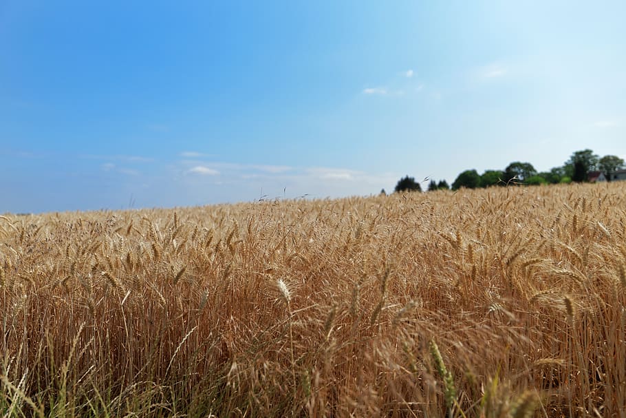 grainfield, wallpaper, land, landscape, sky, agriculture, plant HD wallpaper