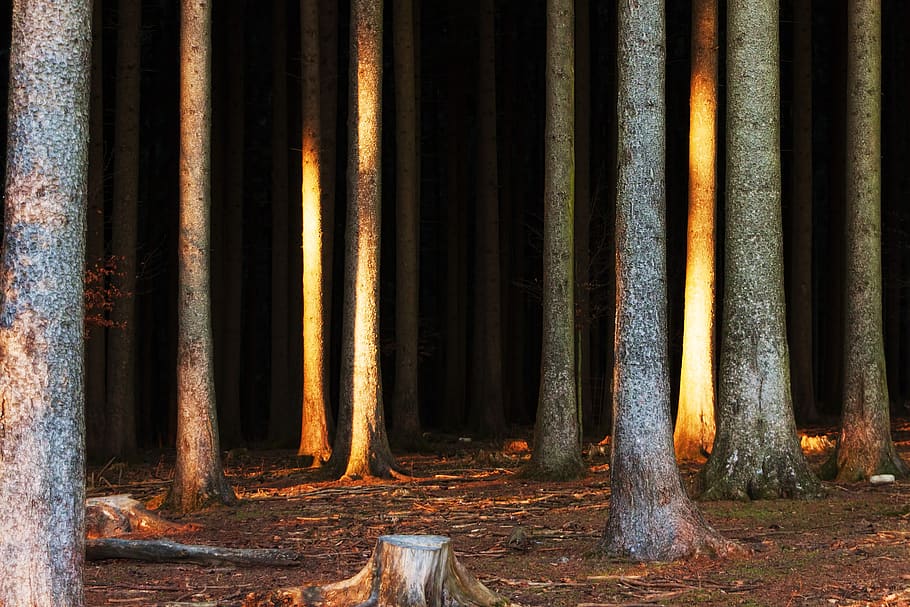 forest, dark, weird, trees, nature, mystical, secret, light HD wallpaper