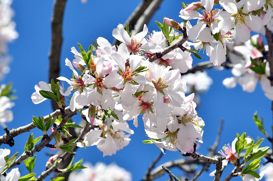 spring flower, kikelet pansio, nature, flowers, flora, white, HD wallpaper