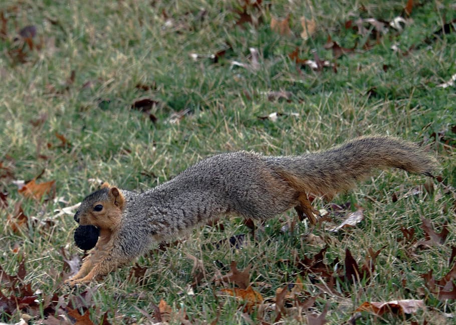 squirrel, walnut, nuts, spring, lunch, tree, leaves, brown HD wallpaper