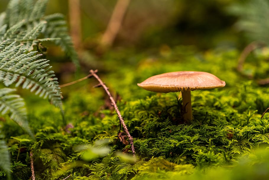 nature, mushroom, fungus, forest, forest floor, autumn, toxic