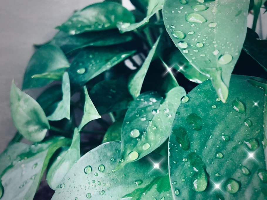 green leaves home, drop, wet, water, plant part, leaf, green color HD wallpaper