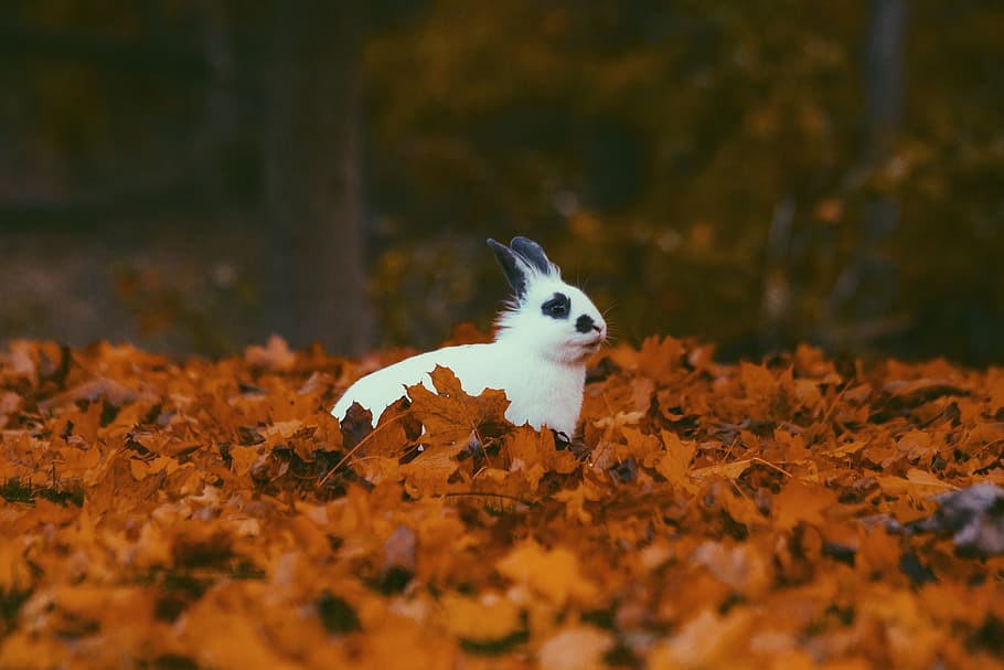 leaves, fall, autumn, blur, rabbit, animal, nature, animal themes HD wallpaper