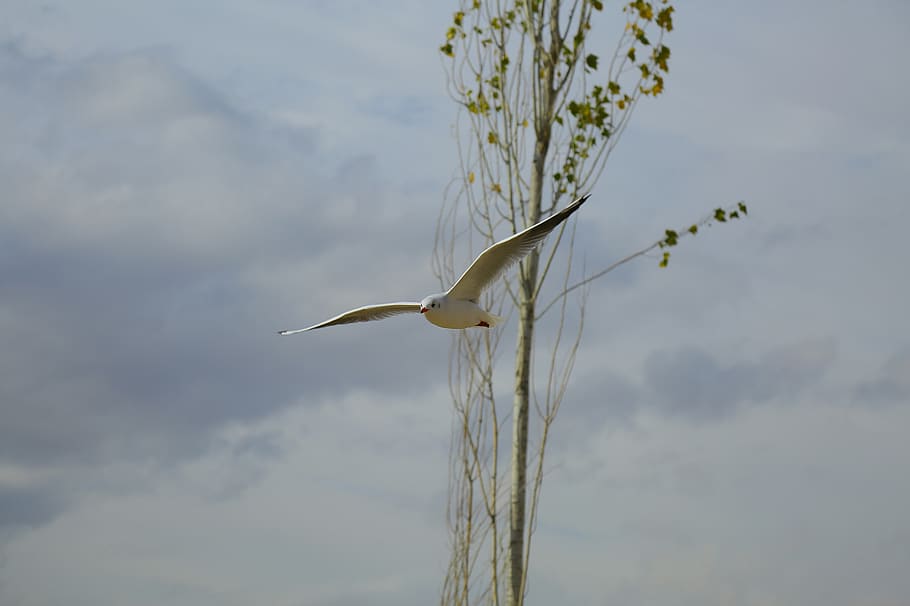 White Feathered Bird on Mid Air, feathers, flying, seagull, animal themes HD wallpaper