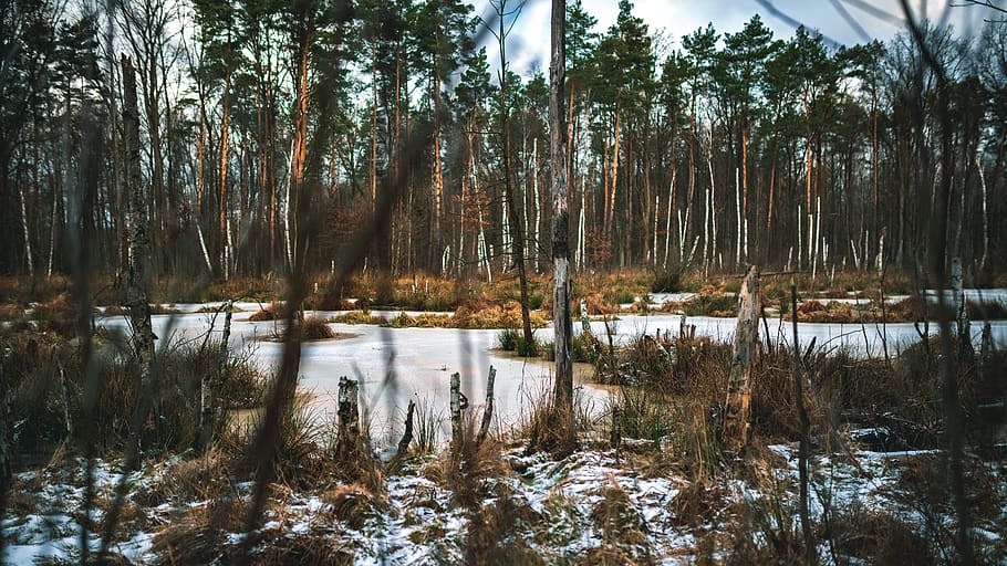 trees view from plant, land, outdoors, nature, water, forest HD wallpaper