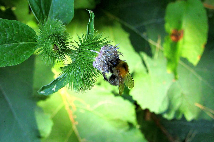 bumblebee, forest, bug, nature, pollen, pollination, shadow HD wallpaper